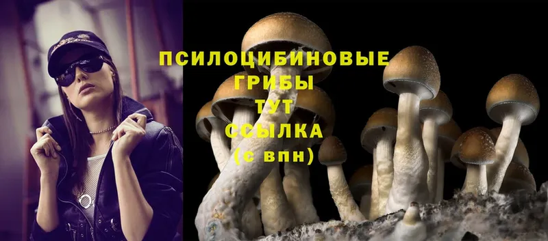 Галлюциногенные грибы Psilocybe  blacksprut как зайти  Каменск-Шахтинский 